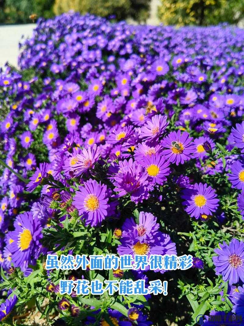野花直播视频免费高清完整版：带你领略不一样的精彩世界