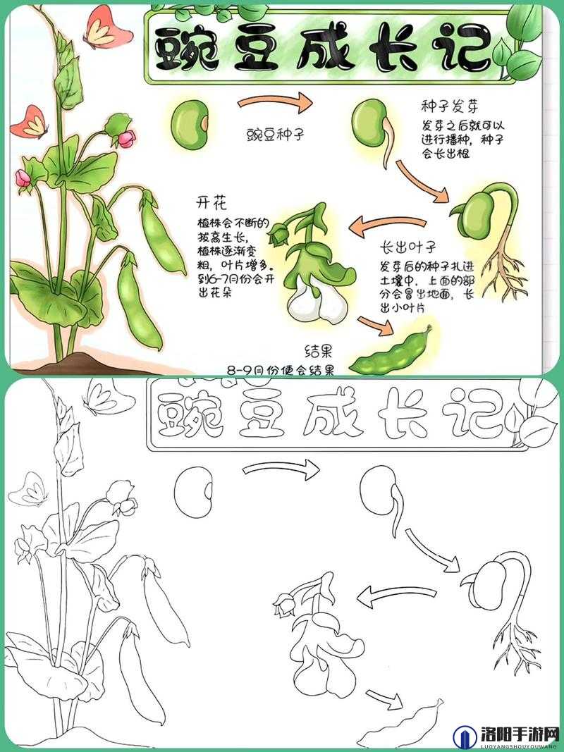 需要爸爸的种子来播种：孩子成长过程中的重要一环