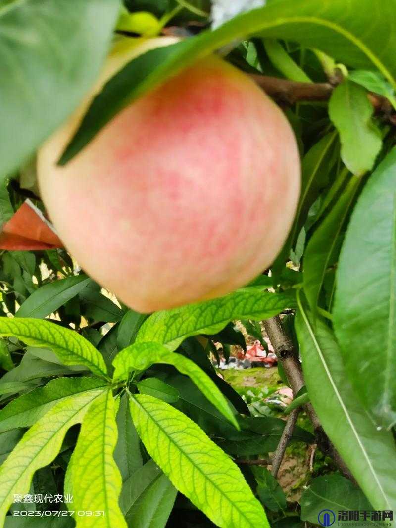 巨无霸水蜜桃水帘洞：带你领略奇妙的梦幻仙境