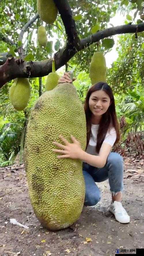 菠萝蜜视频在线观看大全高清:畅享海量精彩视频资源