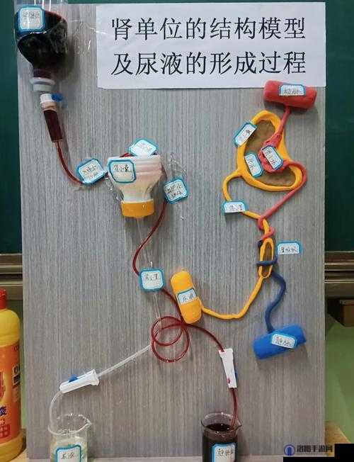 我成为了生物课上的性实验教具:探索人体奥秘的工具