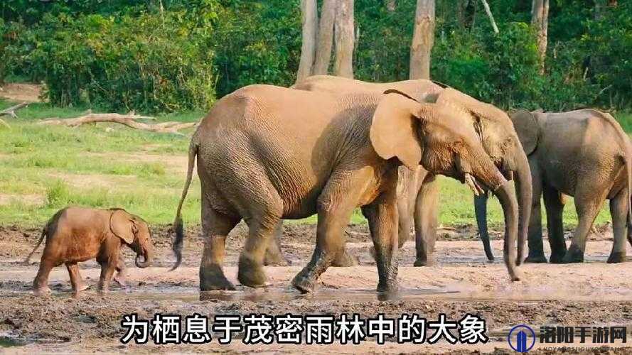 伊春园 2024 入口直达大象：探索神秘之地的奇幻之旅