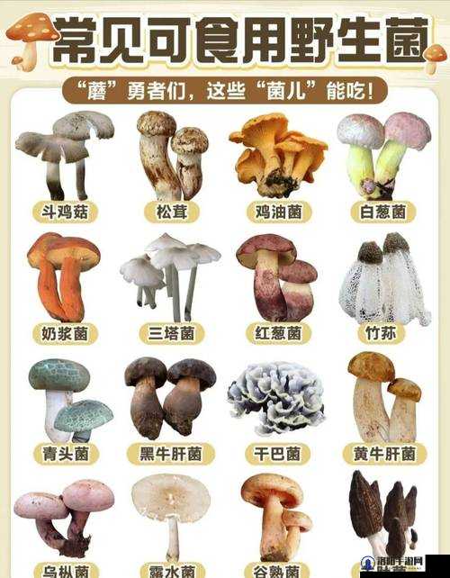 17c 爆料独家揭秘蘑菇的那些鲜为人知的秘密