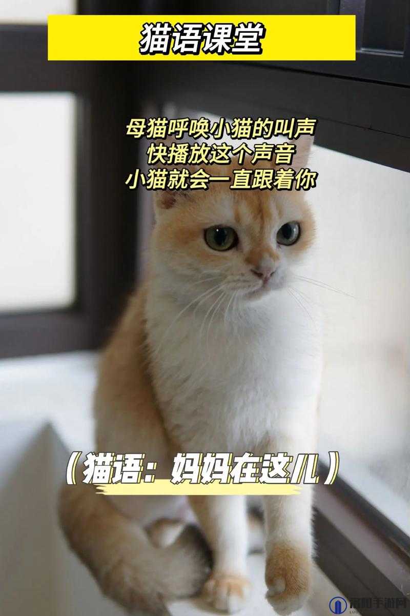 就喜欢听你叫 1V1 烤鱼猫：一场独特的心灵呼唤之旅