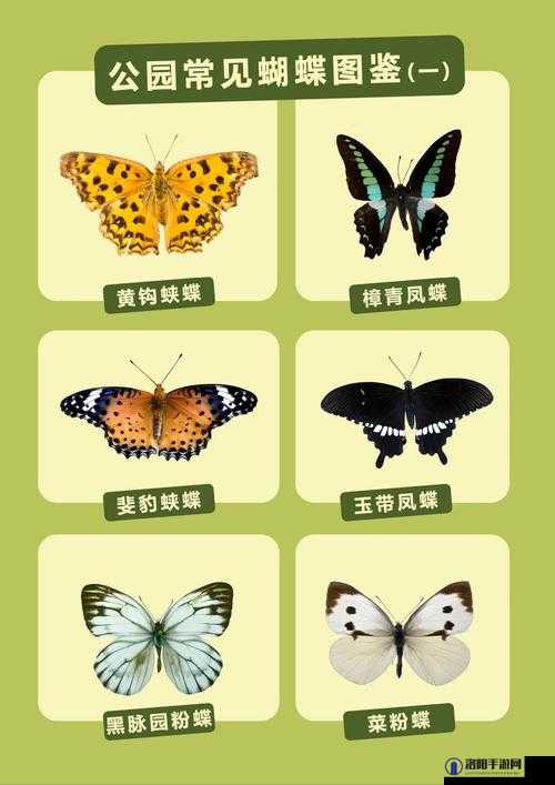 女生稀有的蝴蝶比：关于其独特魅力与价值的探讨
