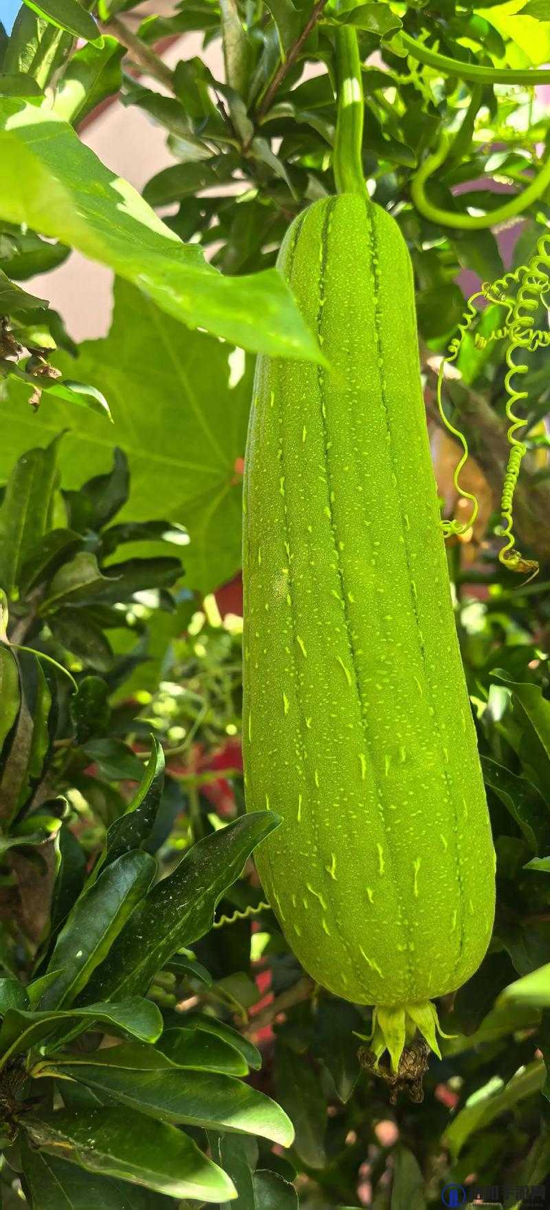 草莓丝瓜秋葵向日葵榴莲苹果大全之奇妙果蔬世界大揭秘