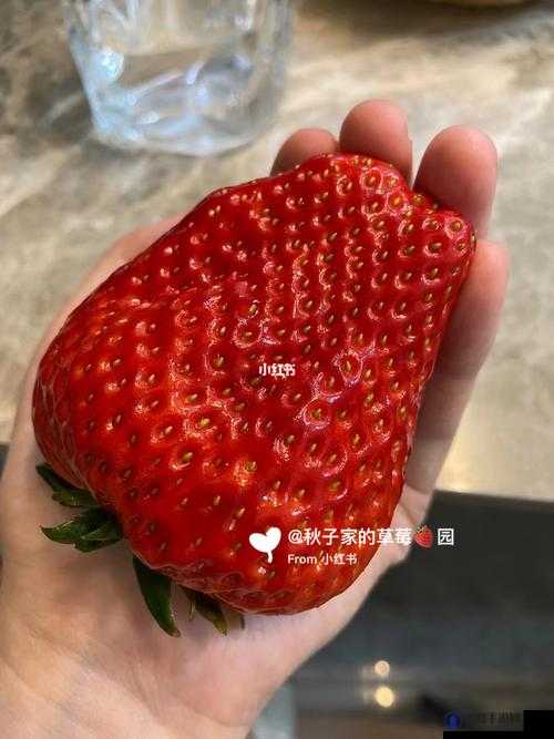 蜜丝婷大草莓和小草莓对比：谁更能俘获你的心