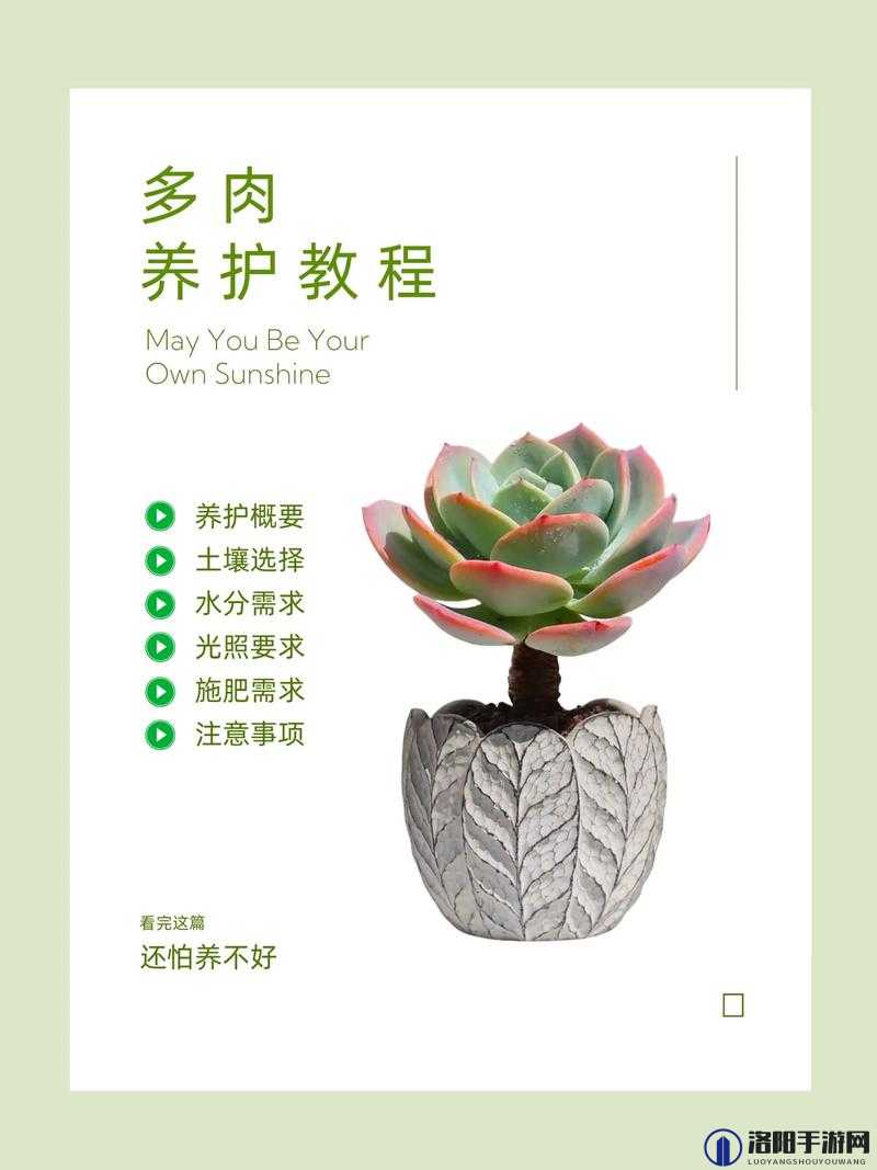 皇家共享小公主多肉养护技巧：精心呵护打造美丽多肉