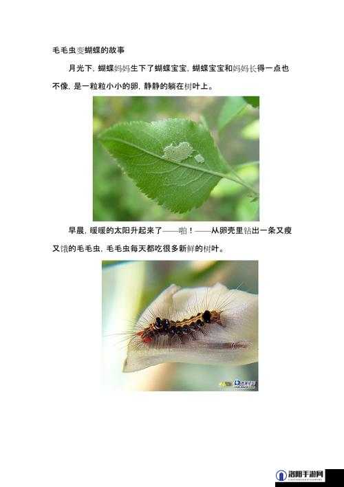 他的舌头探入蜜源毛毛虫说说：揭示不为人知的秘密