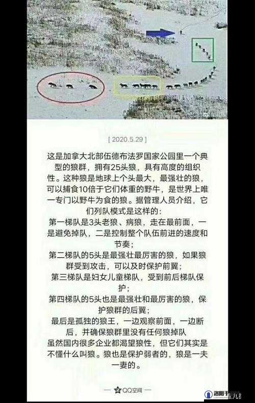 我们身边的狼配置要求，一如既往地亲民