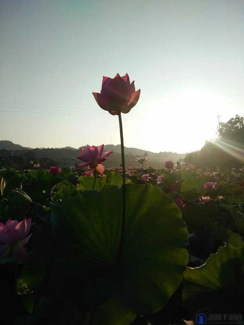 女性半夜莲花开究竟有何深意呢