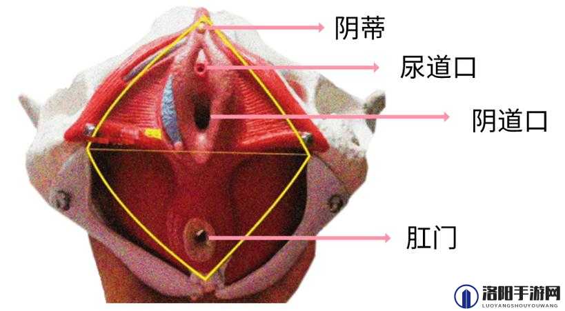 女生喊疼：私密时刻的痛苦与挣扎