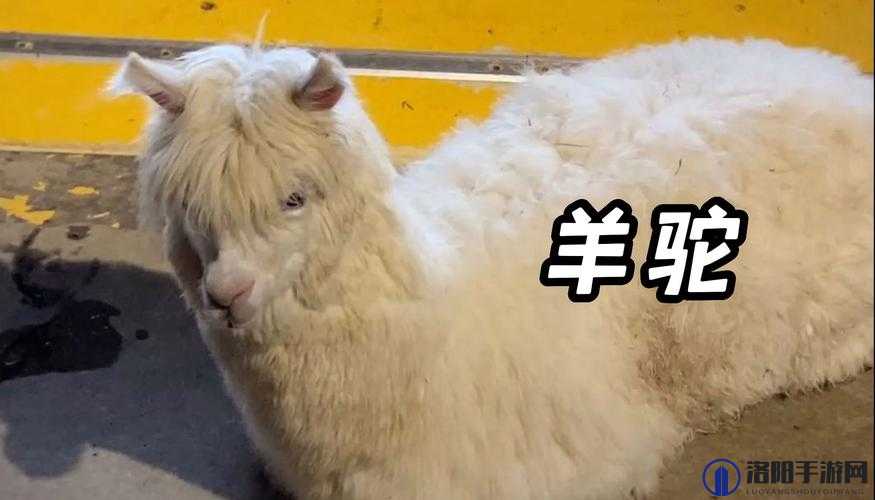 奇怪的大冒险第五关，揭秘大战神兽草泥马的终极攻略