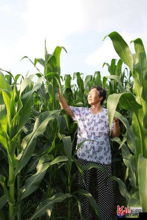 用辛勤耕耘诠释土地的肥沃：耕耘大婶的肥沃土地