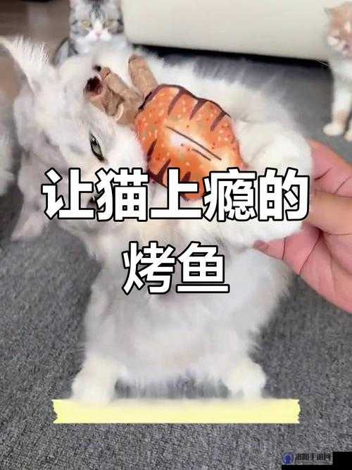 就喜欢听你叫 1V1 烤鱼猫：独特的奇妙体验