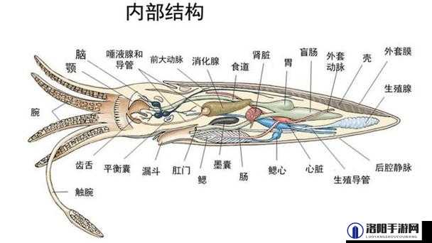 魔方世界章鱼捕捉指南，揭秘章鱼出没的神秘地点