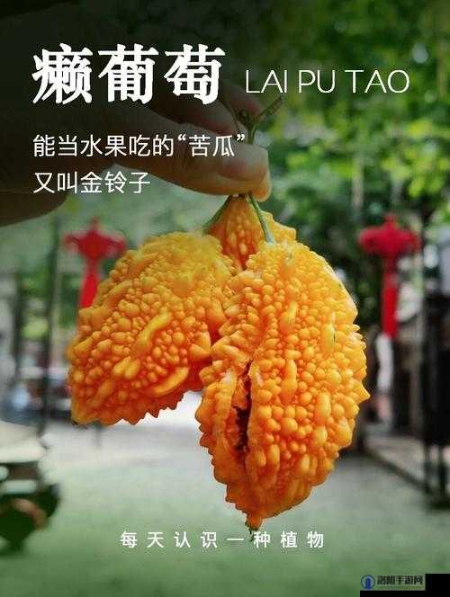 苦瓜网：提供丰富多样的信息资源平台