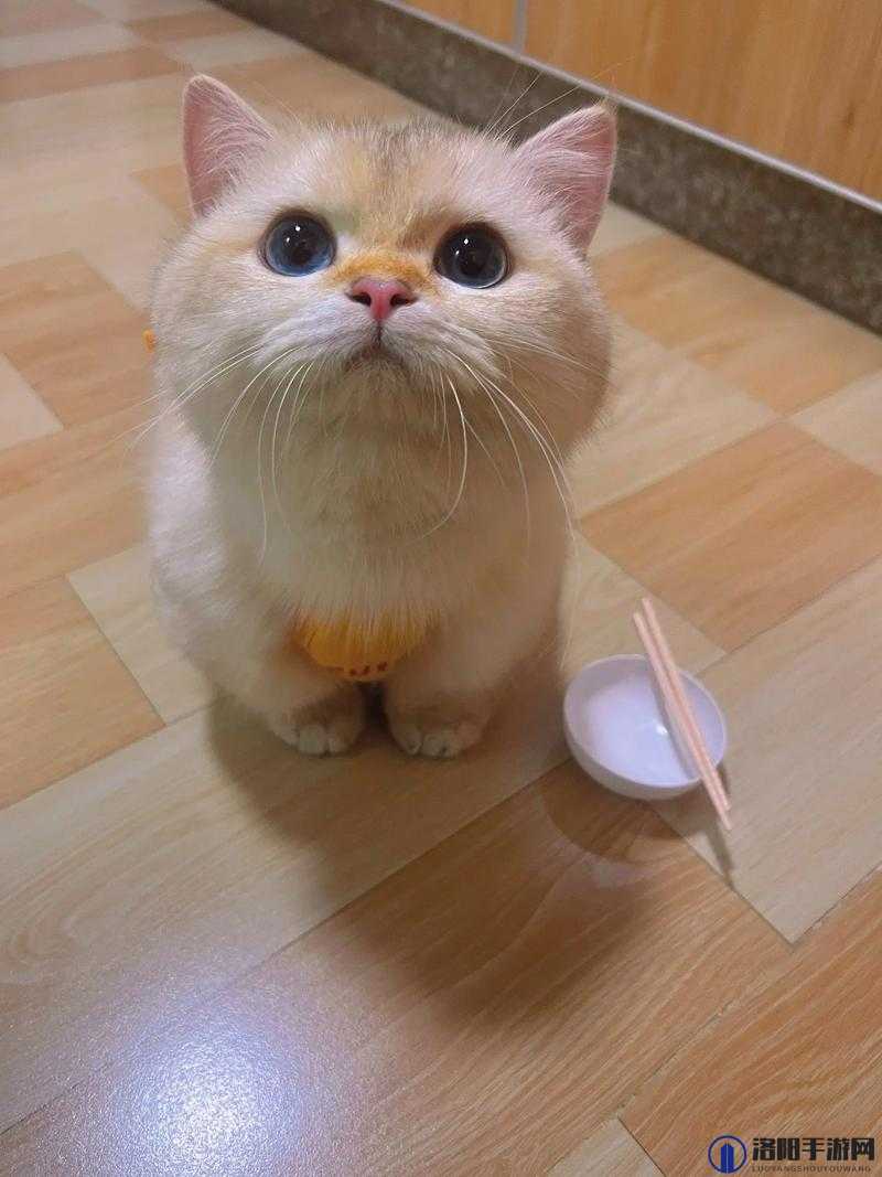 糖心柚子猫短视频 vlog：记录可爱猫咪的日常生活