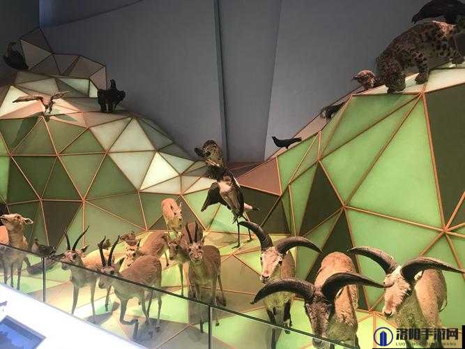 美国牧场 Zoom 之旅：探索奇妙自然与牛仔文化