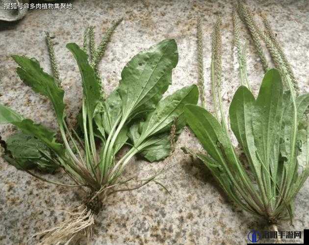 一号嫩叶草和二号嫩叶草的区别在于生长环境及外观特征等方面