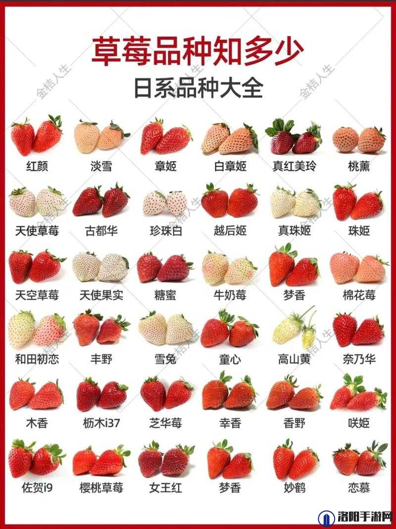 在线草莓：关于在线草莓的详细介绍及相关内容探讨