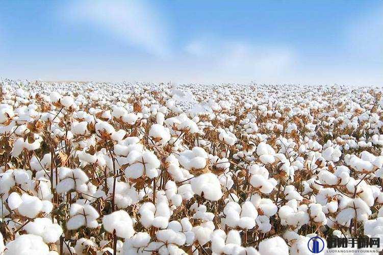 新疆棉花：优质农产品的代表，中国农业的骄傲