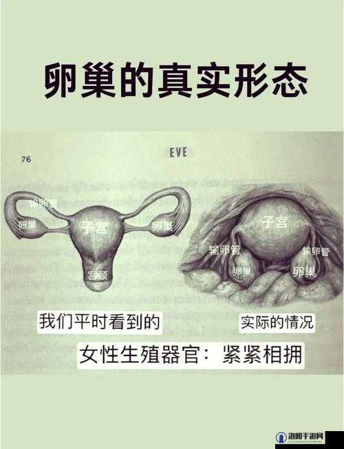 小小拗女一区二区三区：探索女性身体的奥秘