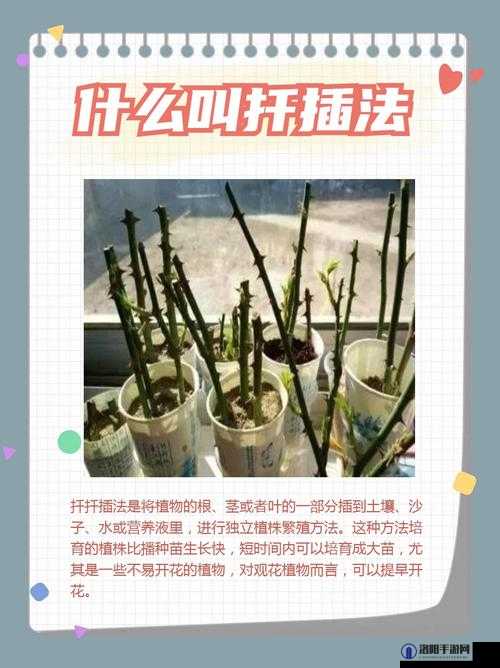 在床上的 72 种扦插方法：开启植物繁殖新大门