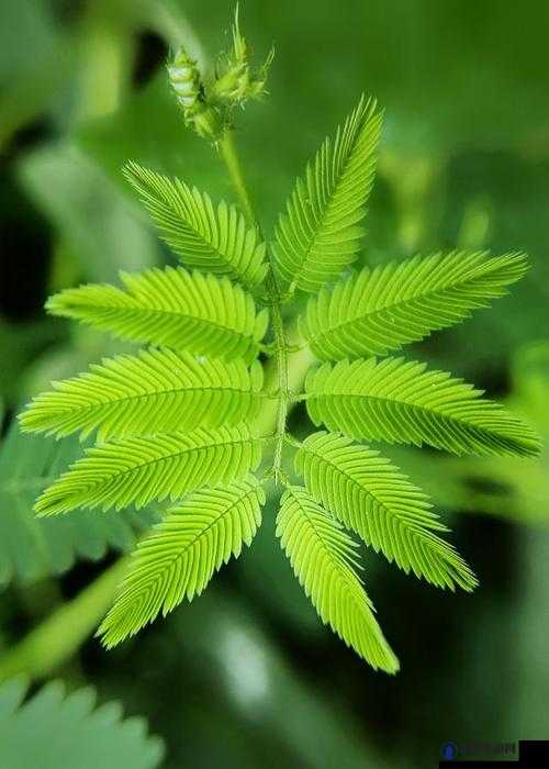 含羞草：大自然的艺术之美