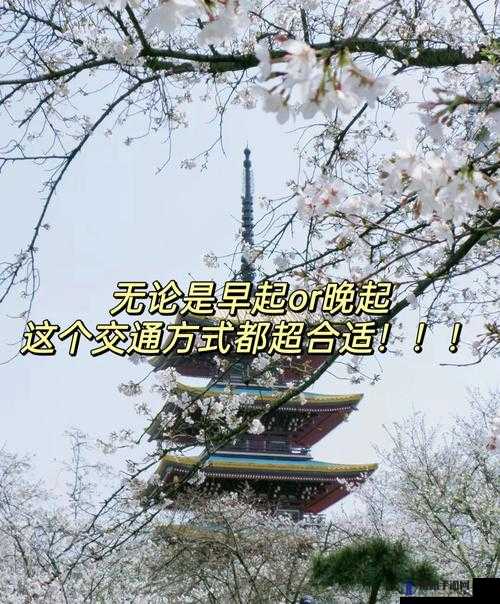 樱花官方入门网站:带你轻松开启樱花之旅