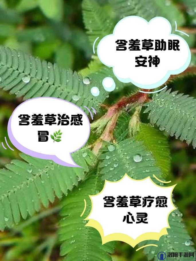 含羞草传媒隐藏路线2023：探寻其背后的秘密与发展趋势