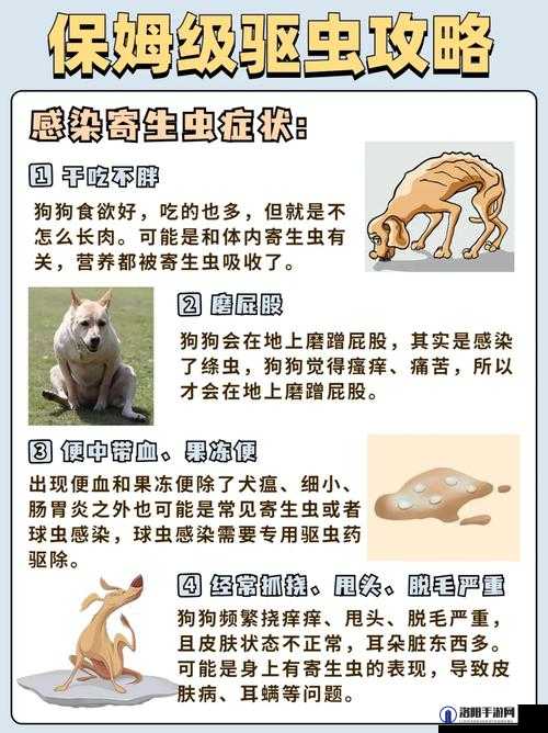 狗狗卡在体内：如何正确处理及预防