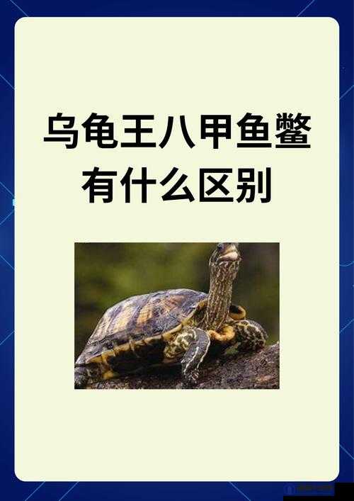办公室人与畜禽的本质区别：工作态度与生活习性大不同
