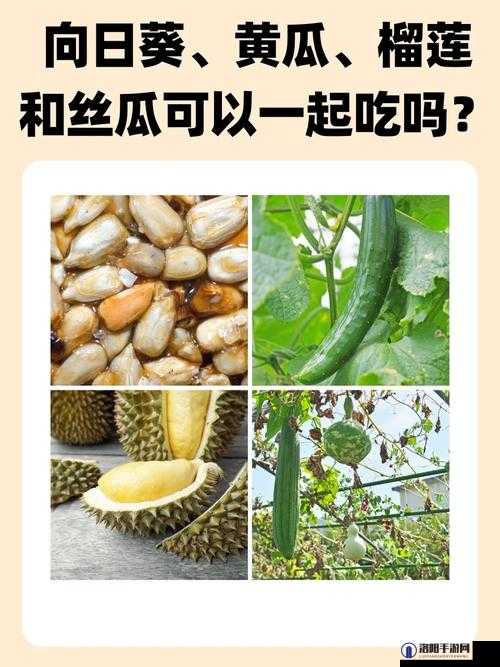 草莓榴莲黄瓜丝瓜蕾丝：多种蔬果与蕾丝的奇妙组合