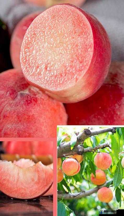 巨无霸水蜜桃 4399 ：独特美味的水果之选