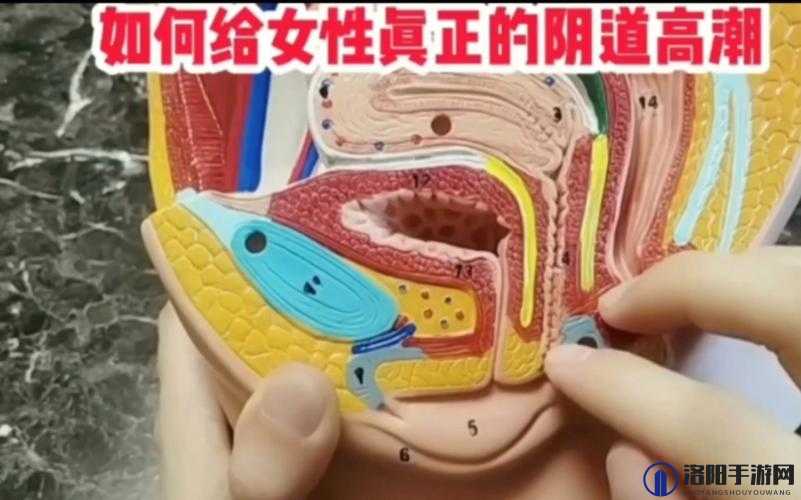 Z0Z○ZO 女人高潮类：探索性爱的奥秘