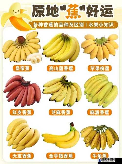 香蕉夜夜草草久久亚洲香蕉：独特的奇妙体验之旅