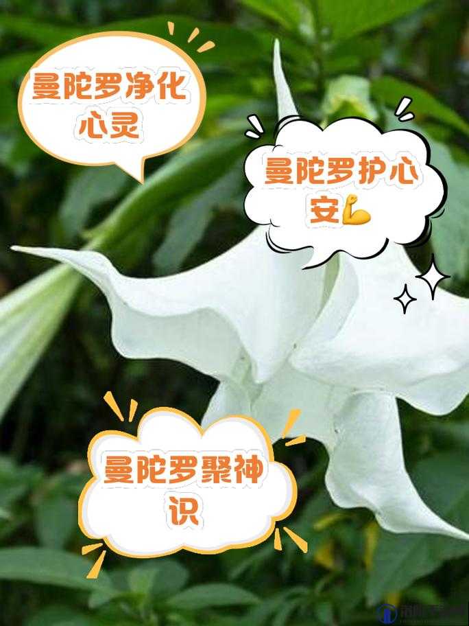 药效 1v2hpo 曼陀罗：探索其独特功效与应用场景