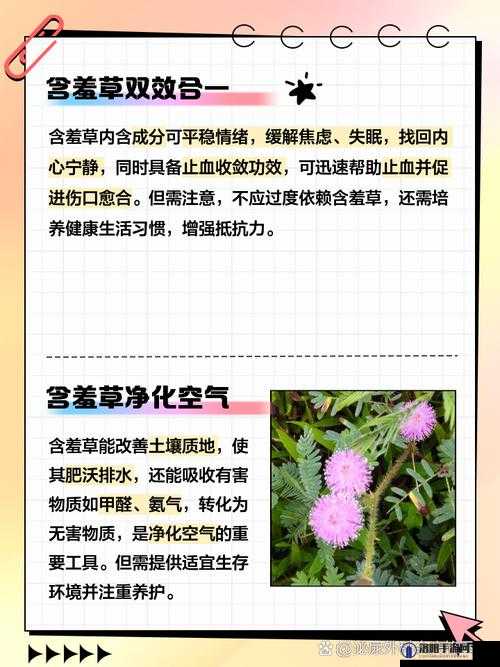 水蜜桃香蕉含羞草：它们各自的特点与奇妙之处