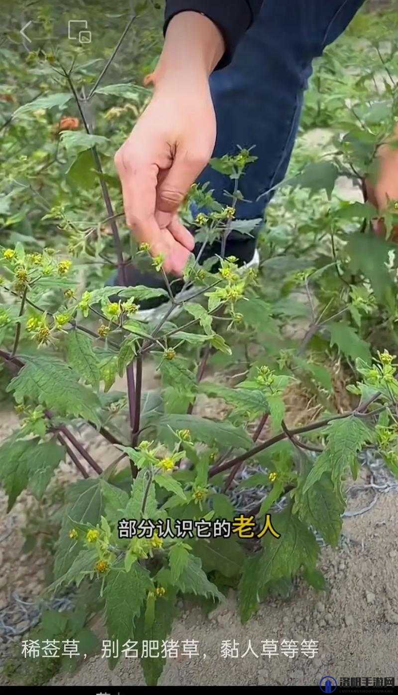 珍稀野生草药：夜战十女不败，真有如此奇效？