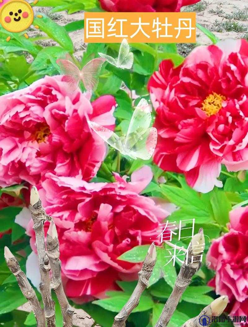 共道牡丹时相随买花去：一起欣赏牡丹一同去买花的美好时光