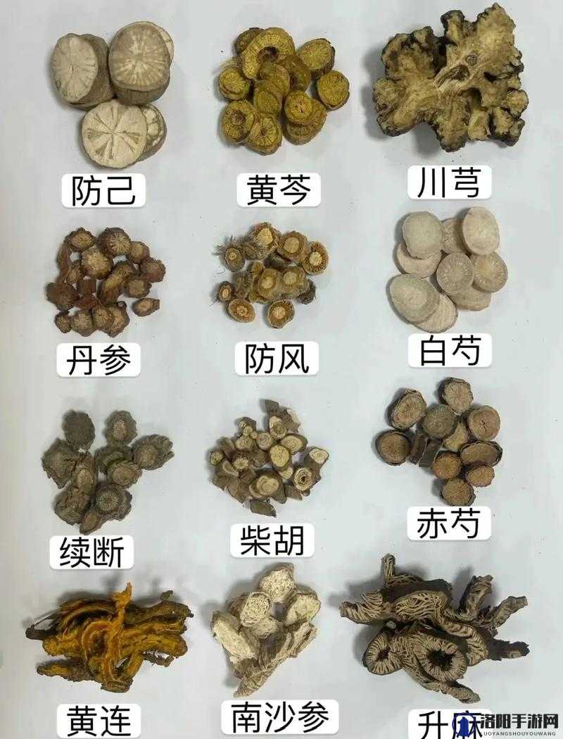 中药铺子优先种什么药？药材解锁方法大全