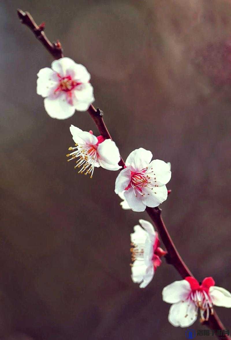 成品人直播 app 下载杏花：探索自然之美