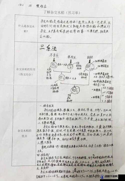 杂交 bUCsm 人类 ssbA：关于其的深入研究与探讨分析