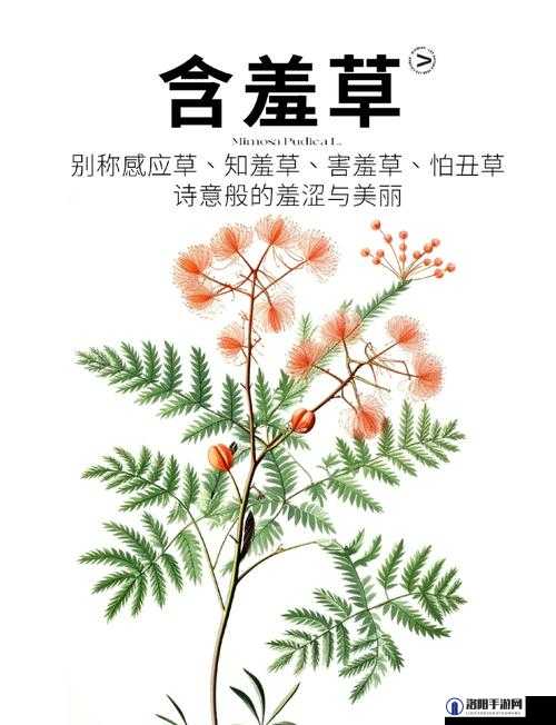 含羞草四叶草三叶草：探索神秘植物世界的奇妙之旅