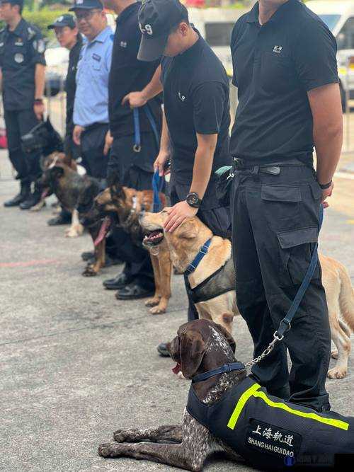 警犬训练过程中头撞玻璃：9 分 10 秒的坚持与勇气