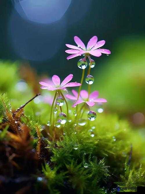 破苞之花：于风雨中绽放的坚韧与美丽之路