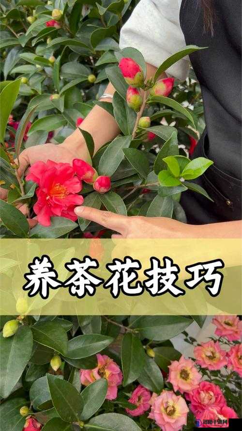 伊甸园的骄傲茶花怎么样