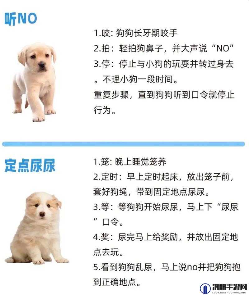 K9 调狗的任务-训练狗狗完成复杂指令提升服从性