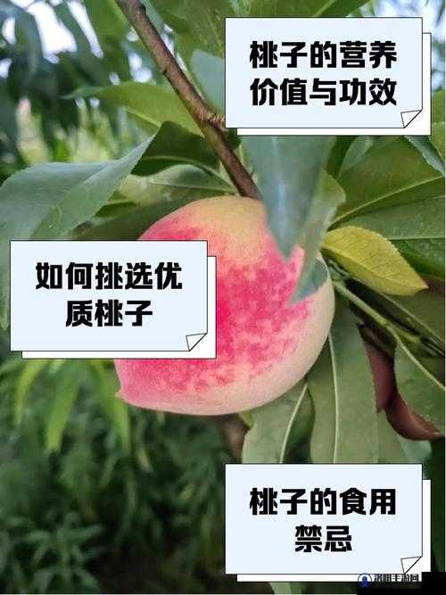 以桃子移植为中心：一堂别开生面的生物课